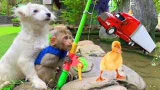 Monkey Baby BoBo goes fishing ducklings with puppy