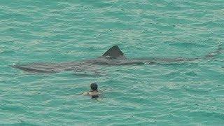 MEGA-SHARKS FILMED BY TOURISTS