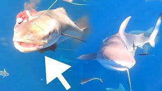 Using BULLETS on Fish UNDERWATER!! Hundreds of SHARKS Come After Us!