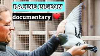 PIPA: Shaping the Racing Pigeon World | Extensive Documentary .