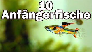 10 Anfängerfische für das 60cm-Aquarium (#73)