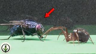 EXTREME Experiment! BODYBUILDER Fly & BLACK WIDOW In an Epic ENCOUNTER