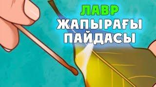 ЛАВР ЖАПЫРАҒЫНЫҢ 5 ПАЙДАСЫ