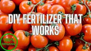 Homemade Fertilizer That Works with 100% Success