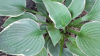 #хоста #Франси #hosta #Francee / Хоста форчуна Франси (лат.  hosta Francee). Краткий обзор.