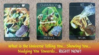 What is the Universe Telling You... Showing You... Nudging You Towards... RIGHT NOW⌚