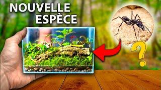 La Fourmi la plus IMPRESSIONNANTE  de ma chaîne ? (Et dorée) - Neoponera villosa