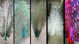 Most beautiful peacocks opening feathers