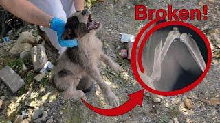 No one wants this dog because he has a broken leg - Vet Rami Awwad