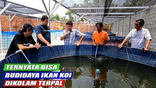 KOLAM INDUK KOI BIKIN GEMETER | BUDIDAYA DIKOLAM TERPAL