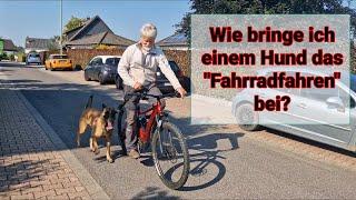 Bolle – ein kräftiger Malinois-Rüde lernt Fahrradfahren.