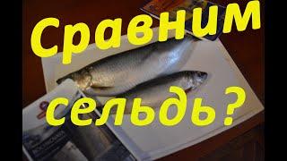 Сравним сельдь? Беларусь, Литва, Латвия или Исландия, чья сельдь вкуснее? #сельдь