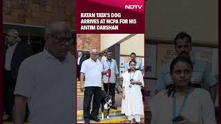 Ratan Tata Funeral | Ratan Tata's Dog Arrives At Funeral Spot In Mumbai