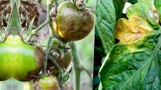 Just 1 drop and blight on tomatoes, cucumbers and zucchini disappears immediately