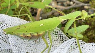 パンパンで爆発しそうなカマキリを水に沈めると・・・