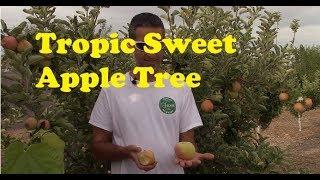 Tropic Sweet Apple Tree