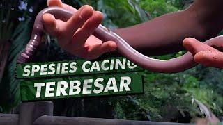 Cacing Besar Alaska di Dunia Nyata? | Giant Gippsland Earthworm