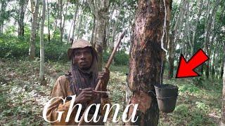 How Rubber is Tapped In Ghana, Africa | 4k | Frenat Farms