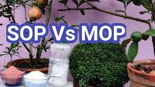 পটাশ: SOP এবং MOP পার্থক্য এবং ব্যবহার