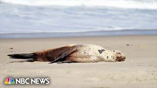 Toxic algae poisoning is killing wildlife along California coast
