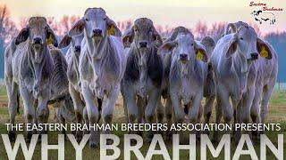 WHY BRAHMAN | Bred In America Since 1885