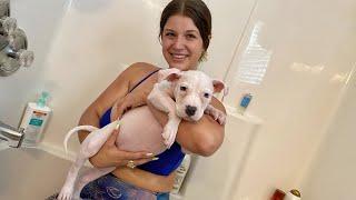 ZaZa my 10 week old PITBULL PUPPY GETS A BATH!