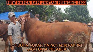 20 JUTA SDH DAPAT SAPI JUMBO  MURAH SEKALI PASAR SAPI LUMAJANG TERBESAR DI JAWA TIMUR