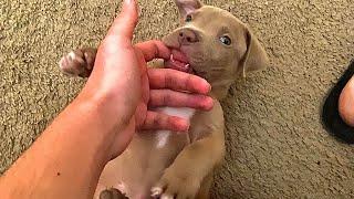 Adorable 8 Week Old Pitbull Puppy Teething
