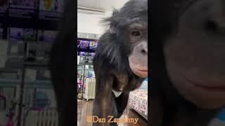 #shorts Шимпанзе Боня играет и смотрит ютуб