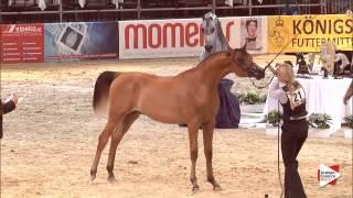 N.21 SCAHRTEYN ARA - Wels 2015 - Colts 1 year old (Class 3A)