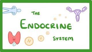 GCSE Biology - Endocrine System & Hormones