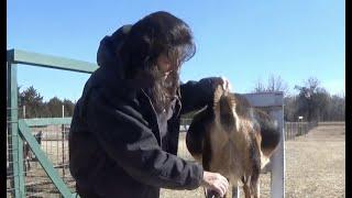 Udderly Clippin' | Dairy Goat Udder Clip