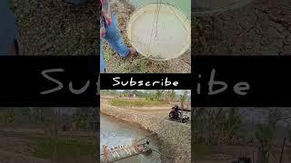 Shorts #viral #shrimpfarming #aquaculture #fishery #pabitradas #shortvideo #vannamei #viralshorts