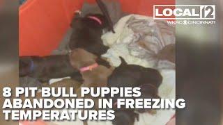 8 pit bull puppies abandoned in freezing temperatures in Northern Kentucky