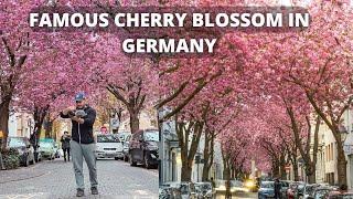 24 Hours in Cologne, Germany || VISITING THE FAMOUS CHERRY BLOSSOM STREET ||