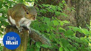 When squirrels attack: Curious critter leaps at woman's head - Daily Mail