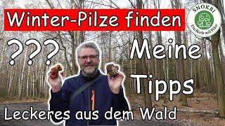 Leckere Pilze im Winter finden - Meine Tipps - Austernseitling und Samtfußrübling