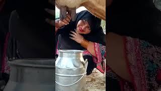 cow milking by hand