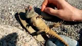 The poisonous lizard on the stone in the desert