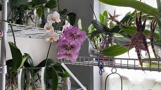 Fertilizing Orchids in water culture.