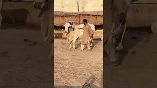 Bhains colony cow mandi/cow mandi 2024/bhains colony mandi 2024#shorts