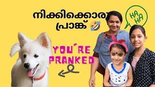 നിക്കിയെ ഒറ്റക്കാക്കി ഞങ്ങൾ പോയി   | We Prank on Nikki Puppy | Nikki's  Reaction 