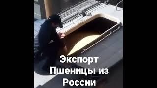 Экспорт Пшеницы из России. Продажа зерно, пшеница, ячмень, кукуруза, цены, рынок, россия.