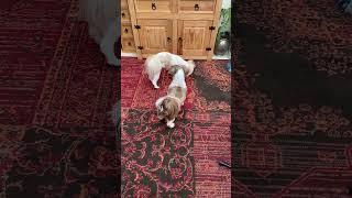 Shih tzu wrestling game