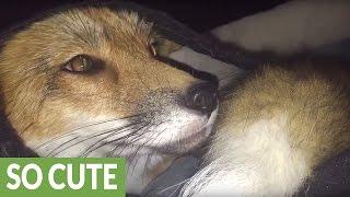 Lazy fox refuses to leave bed