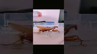 mantis laying a ootheca timelapse