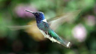 White-necked Jacobin in Ecuador.