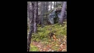 Trees moving by themselves compilation . Are they walking or how are they moving creepy nature video