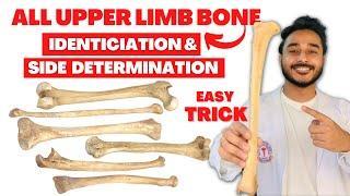 All upper limb bone side determination | All upper limb bone identification | identification of bone