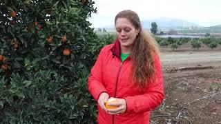 Citrus and navel orange production in Tulare County